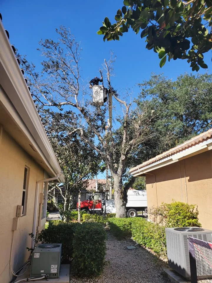 Climber working in a tree between two homes